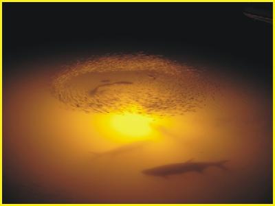 Sunlite/Amber Underwater Light